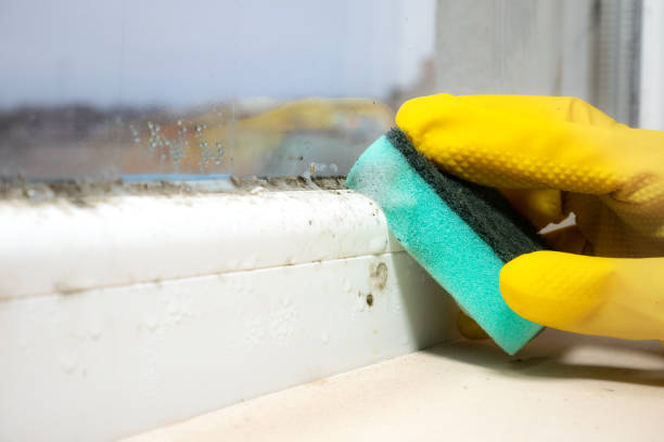 Best Industrial Mold Remediation in Sauk Centre, MN