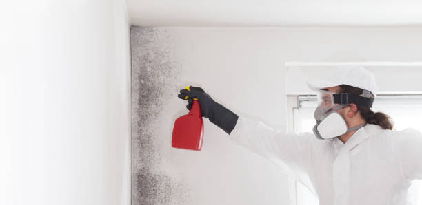 Best HVAC Mold Remediation in Sauk Centre, MN