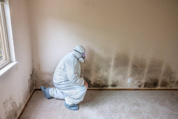 Best Commercial Mold Remediation in Sauk Centre, MN