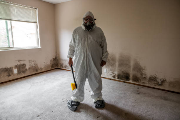 Best DIY Mold Remediation Support Services in Sauk Centre, MN