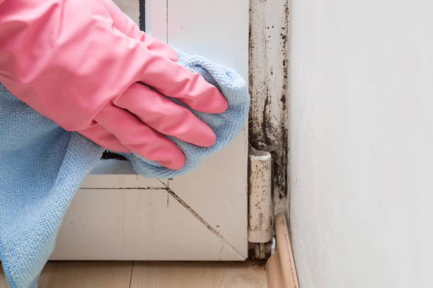 Best Black Mold Remediation in Sauk Centre, MN