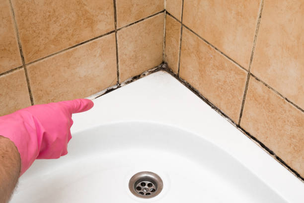 Best Attic Mold Remediation in Sauk Centre, MN